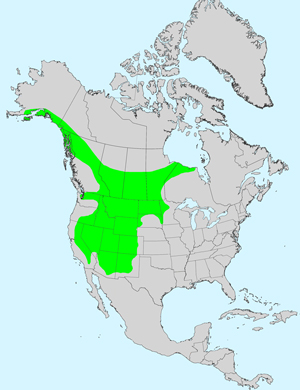 North America species range map for Agoseris glauca: Click image for full size map